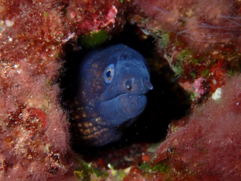 Guided Dives