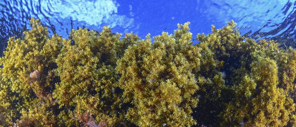 Algas pardas El papel de las algas en la ecología del Mediterráneo