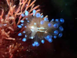 Buceo en Tossa de Mar