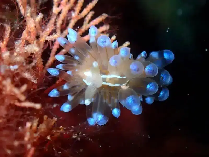 Exploración Submarina en la Costa Brava